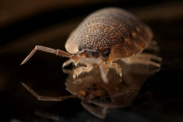 PEST CONTROL LETCHWORTH, Hertfordshire. Services: Bed Bug Pest Control. Say goodbye to bed bugs with our expert pest control services, designed to provide effective and long-lasting results.