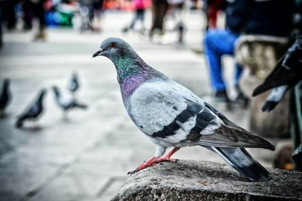 PEST CONTROL LETCHWORTH, Hertfordshire. Pests Our Team Eliminate - Pigeons.